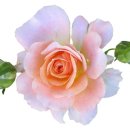 RoseDay 이미지