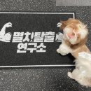 멸치탈출연구소 이미지