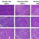 12℃발병 부세의 내장흰반점병(visceral white spot disease) 이미지