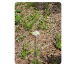 말티고개 봉황교 이미지