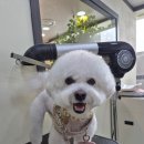 뽀솜이 이미지