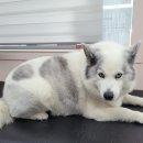 댕댕이 미장원 이미지