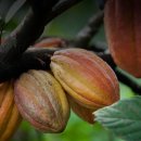카카오(cacao) 이미지