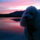 한강켄넬 이미지