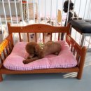 늘안아줄개 이미지