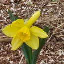 성악발성으로 가곡부르기 이미지