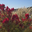 조은정원농장 이미지