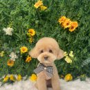 멍멍 애견미용 이미지