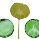 한잎클로버 이미지