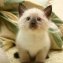 낭만고양이병원 이미지