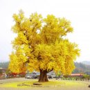 좋은나무 이미지