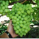 포도(Grape)