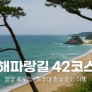 바다소나무 이미지