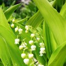 은방울꽃(Convallaria keiskei) 이미지