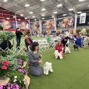 크러쉬 푸들 이미지