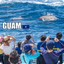 돌고래 | 괌 돌핀크루즈 시간 가격 스노클링 예약 돌고래투어 후기