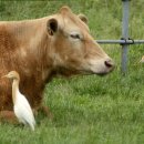 황소목장 이미지