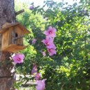 갑순네 민박 이미지