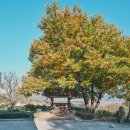 노고마주 이미지