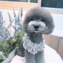 아꼬아 펫 살롱 이미지