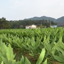 구령목장 티스토리