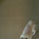 름자펫살롱 이미지