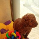 똥깡아지애견샵 이미지