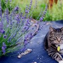 Lavenders Daum카페