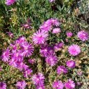 꽃, 이어라 이미지