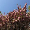 예술광장1로교통섬-주공 11단지 앞 | 울산 겹벚꽃 명소 추천 4월 말 나들이 가기 좋은 분홍빛 꽃물결 데이트 코스 베스트 5