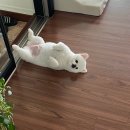 테일러퍼피 이미지