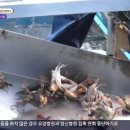 돌게민박 이미지