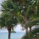 횡단보도 앞(디지털로27길 135)(1) | [오키나와 자유여행/ 4박5일] 4일차 - 킹타코· 수중도로· 숨은현지카페· 야광조개 찾아 삼만리...