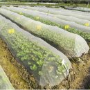 신상농장 2 이미지