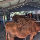 서귀포시축협 이미지