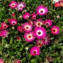 아침농장 이미지