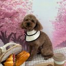 까까멍멍 이미지