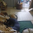 슈가독살롱 이미지