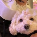 오르치그로치 이미지