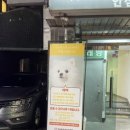 드림독 강아지분양 안심분양센터 잠실점 이미지