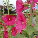 매호리 경로당 이미지