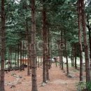 국립유명산자연휴양림(일반)