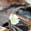지랑마을 | No.4 울산 삼동 지랑마을_변산바람꽃 복수초 노루귀 &#39;25.3.8 (토)