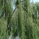 수양버들 Weeping Willow , 垂楊 , シダレヤナギ垂柳 이미지