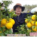 대교농산