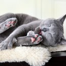 그루밍 단 이미지