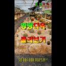 영광다육