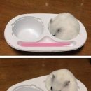 드림아이스 이미지