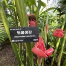 연기면_호수공원중앙수목원로 이미지