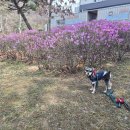 큐리애견 이미지